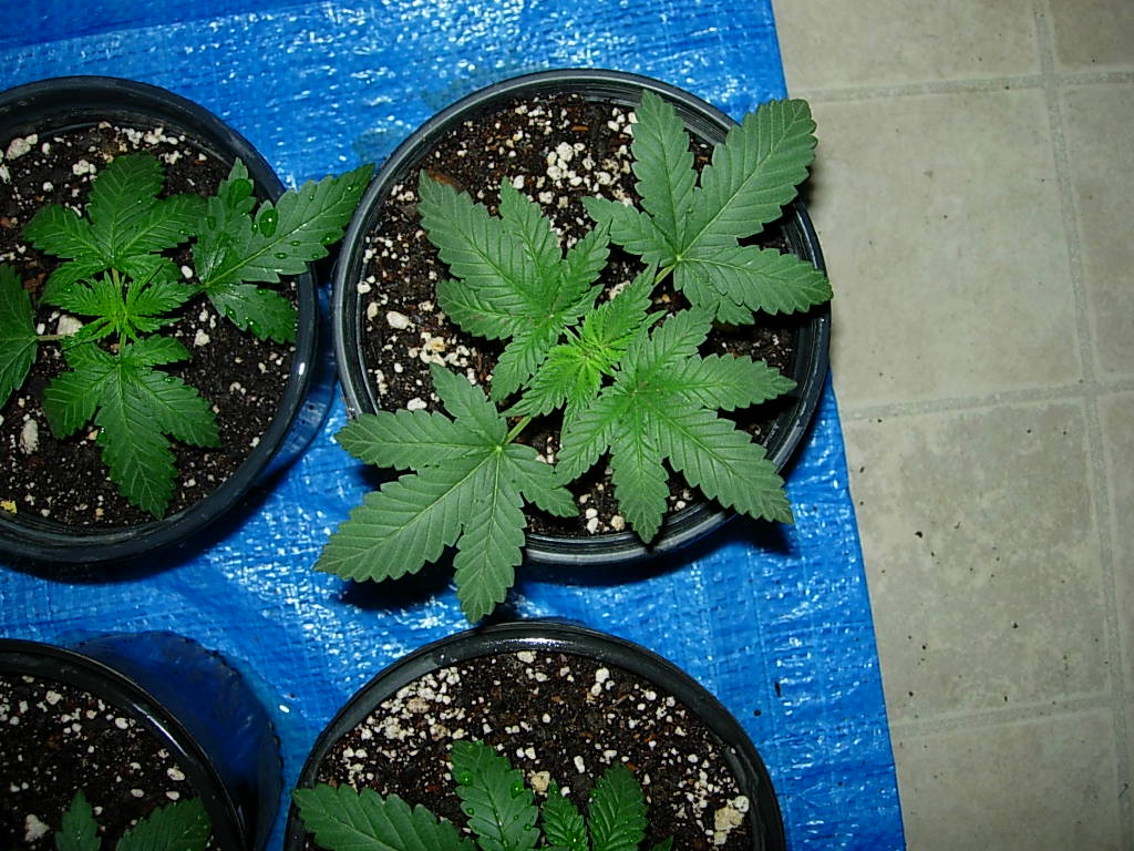 DSCN2206