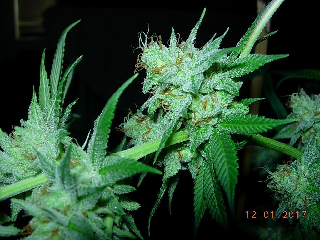 DSCN2259