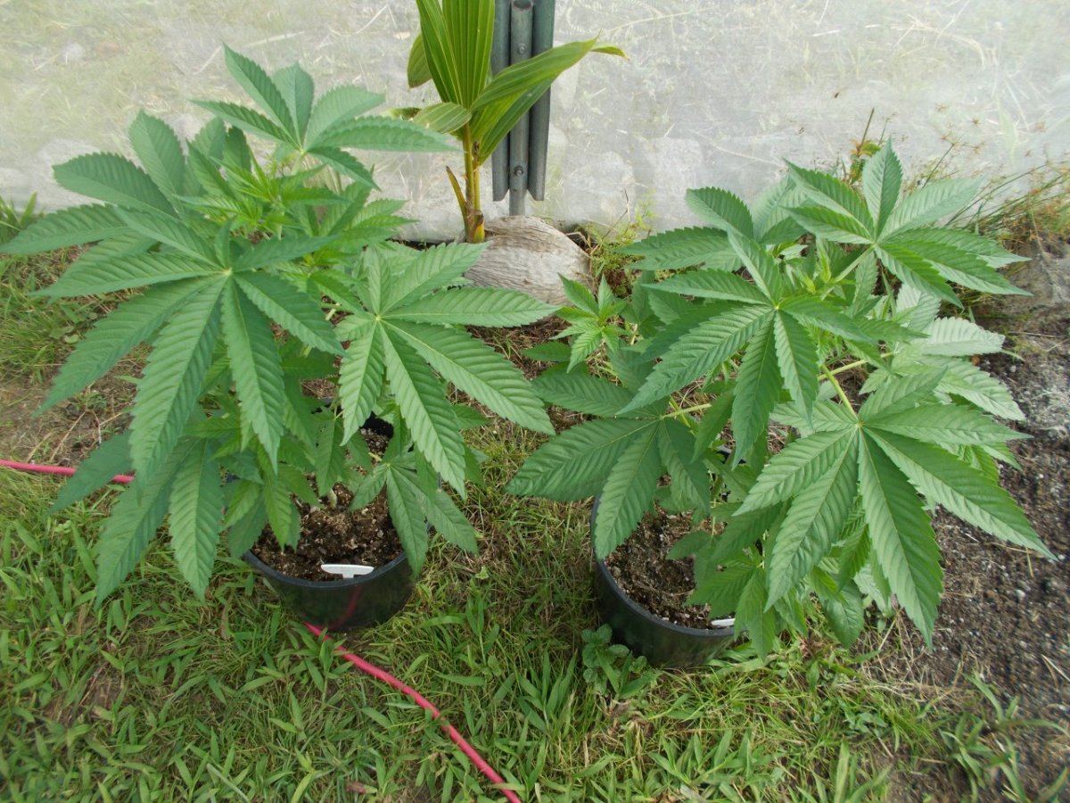 DSCN2299