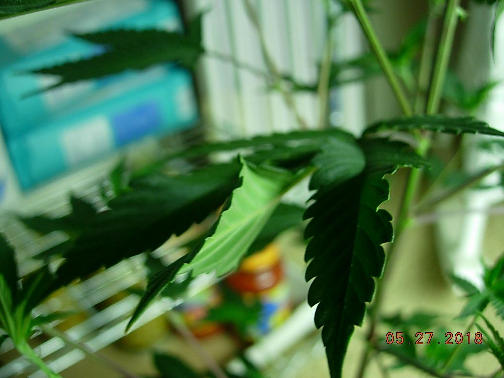 DSCN2426