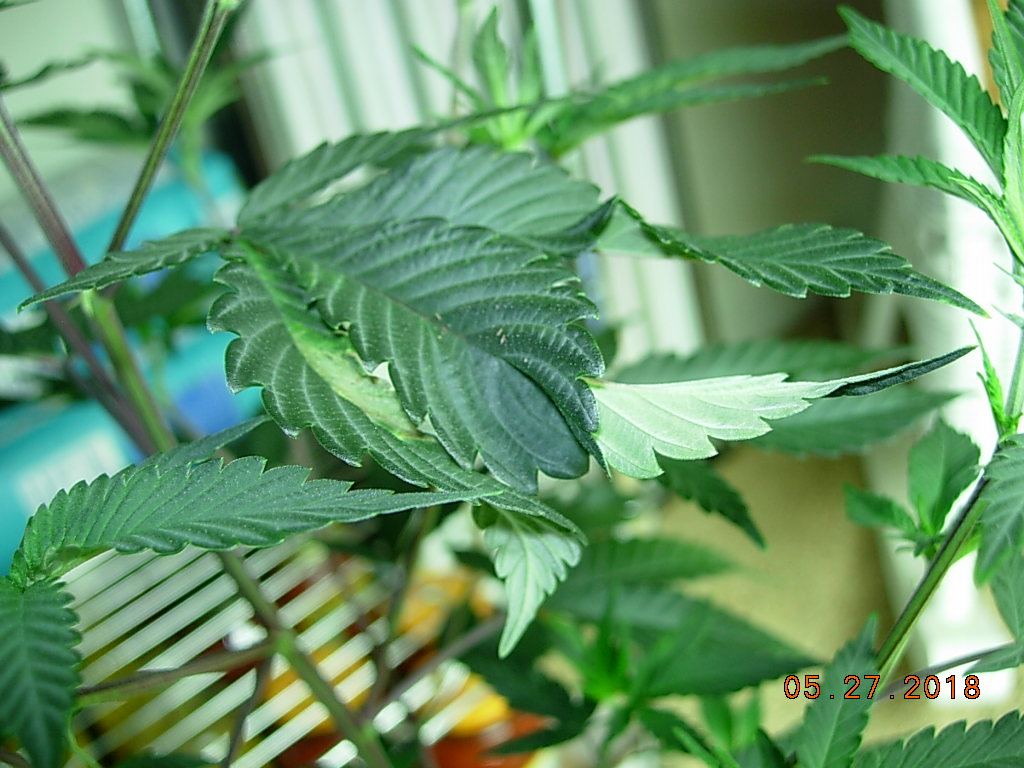DSCN2427
