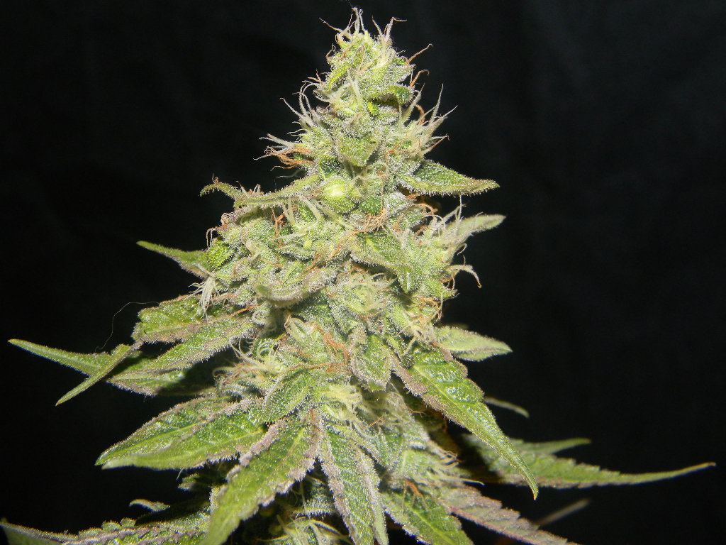 DSCN2443