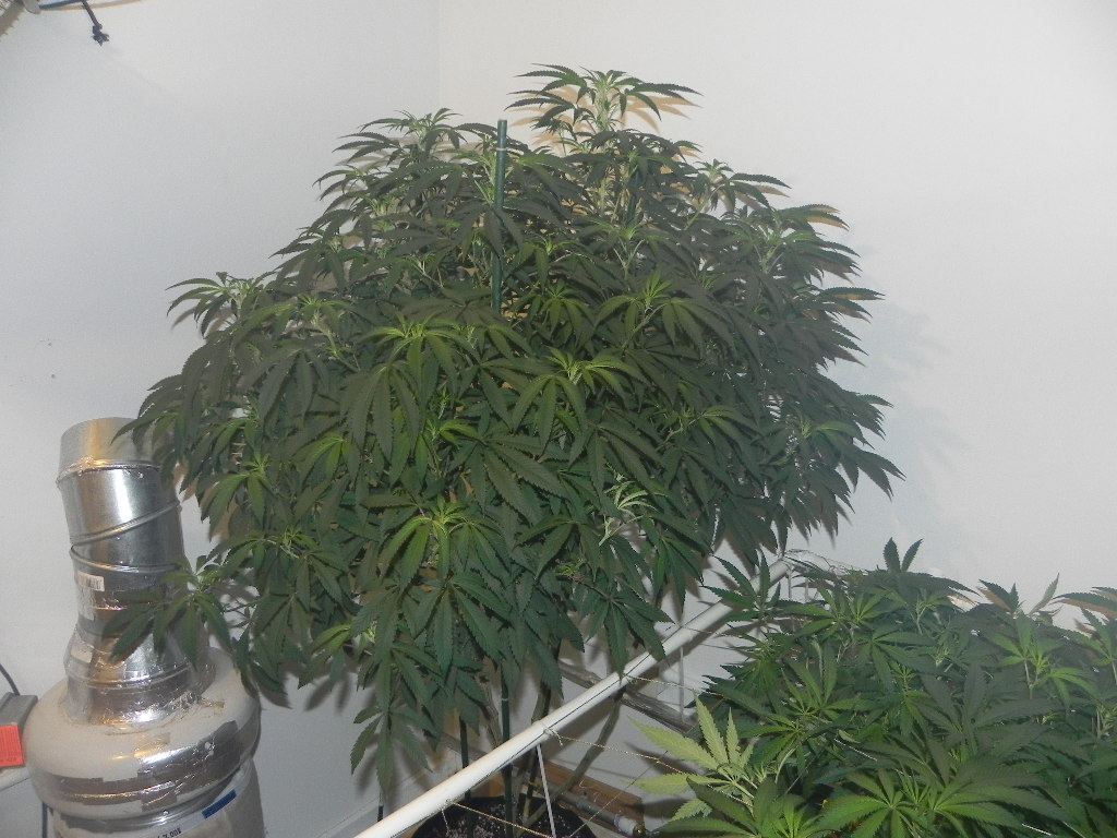 DSCN2468