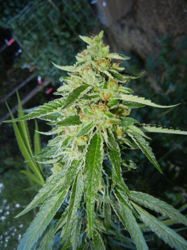 DSCN2595