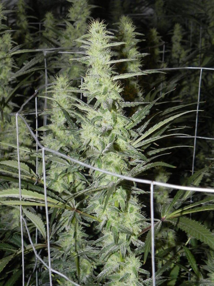 DSCN2634