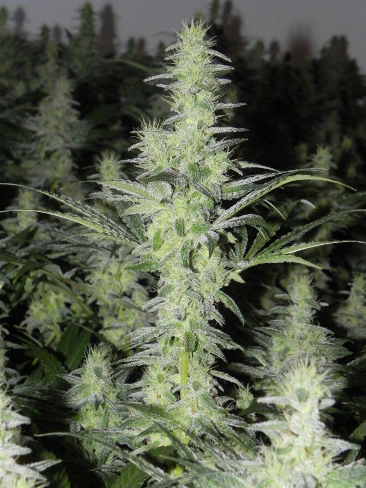 DSCN2652
