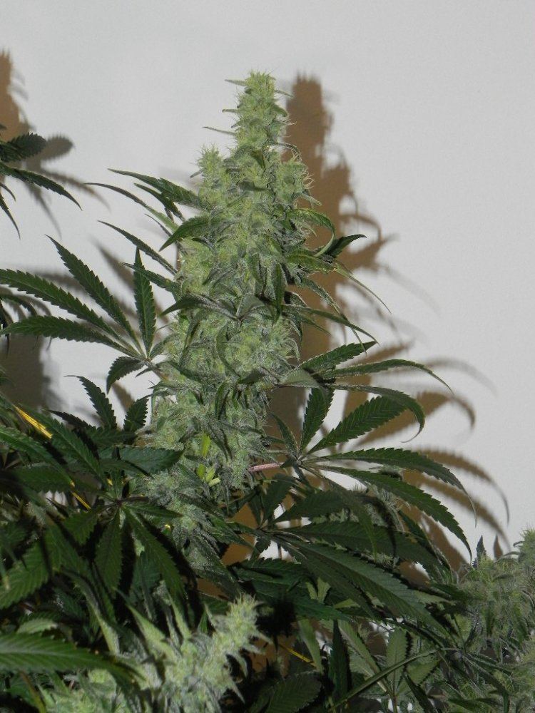 DSCN2658