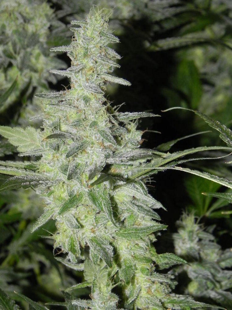 DSCN2700