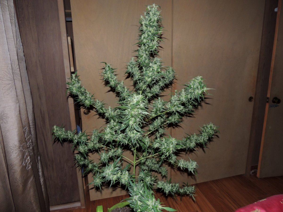 DSCN2925