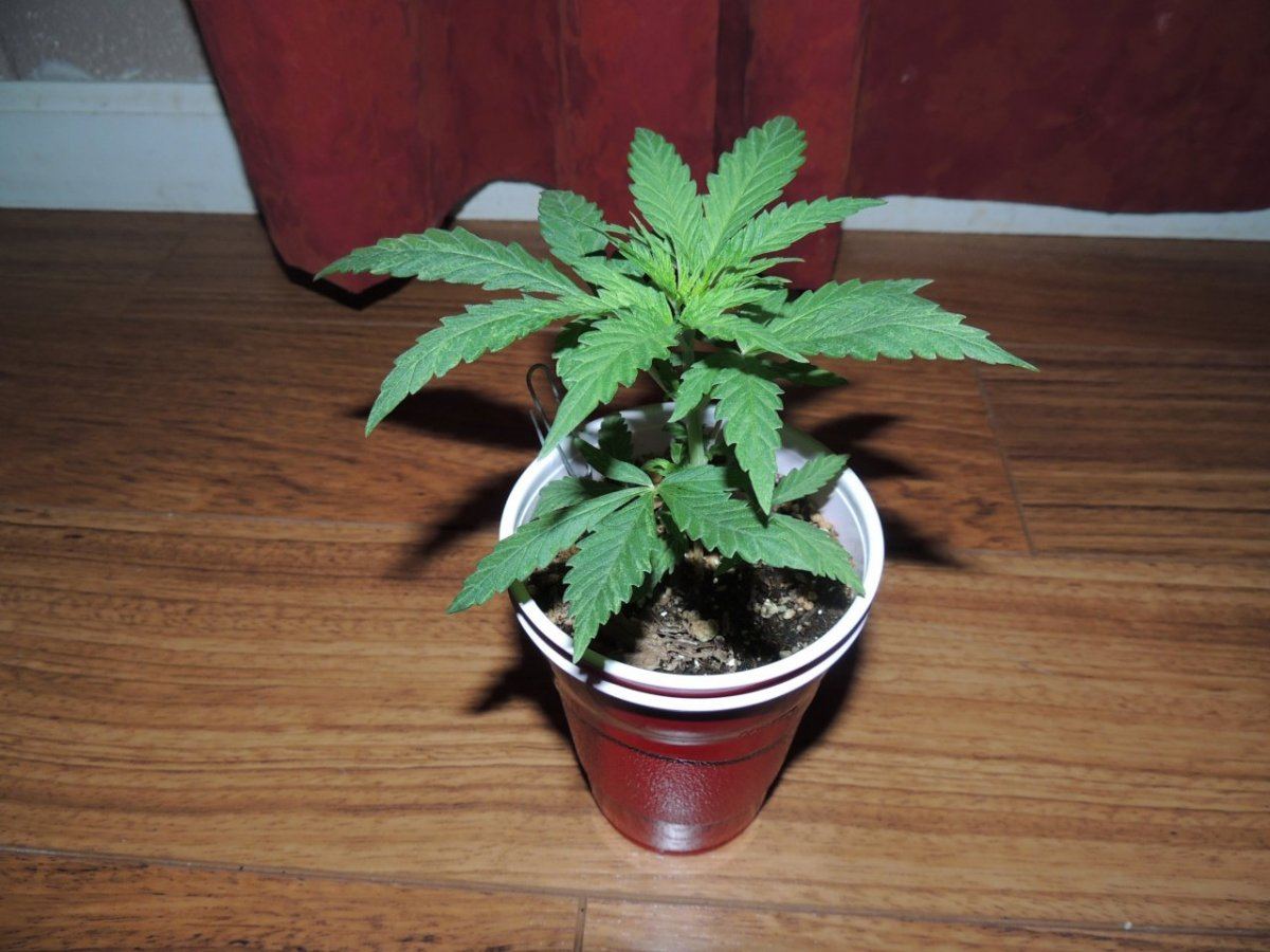 DSCN3166