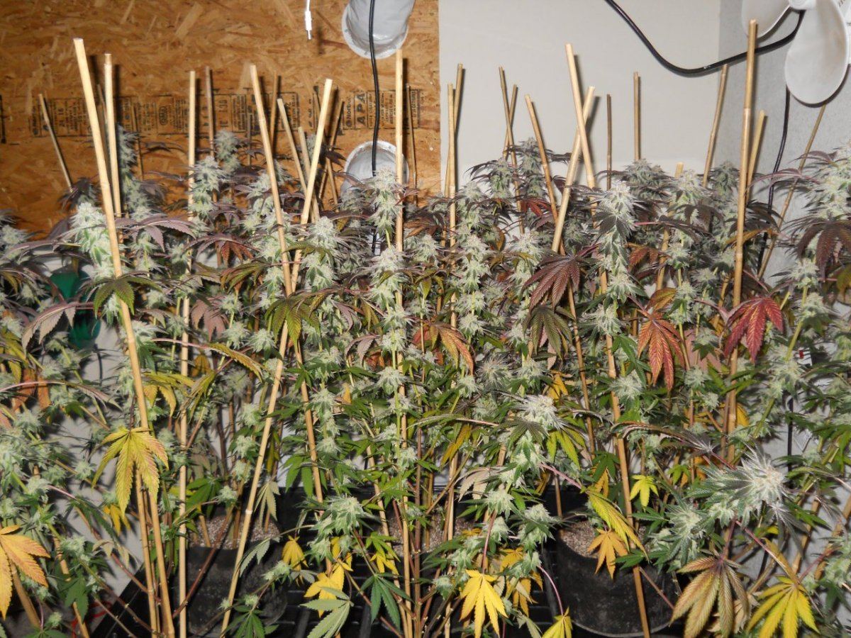 DSCN3226