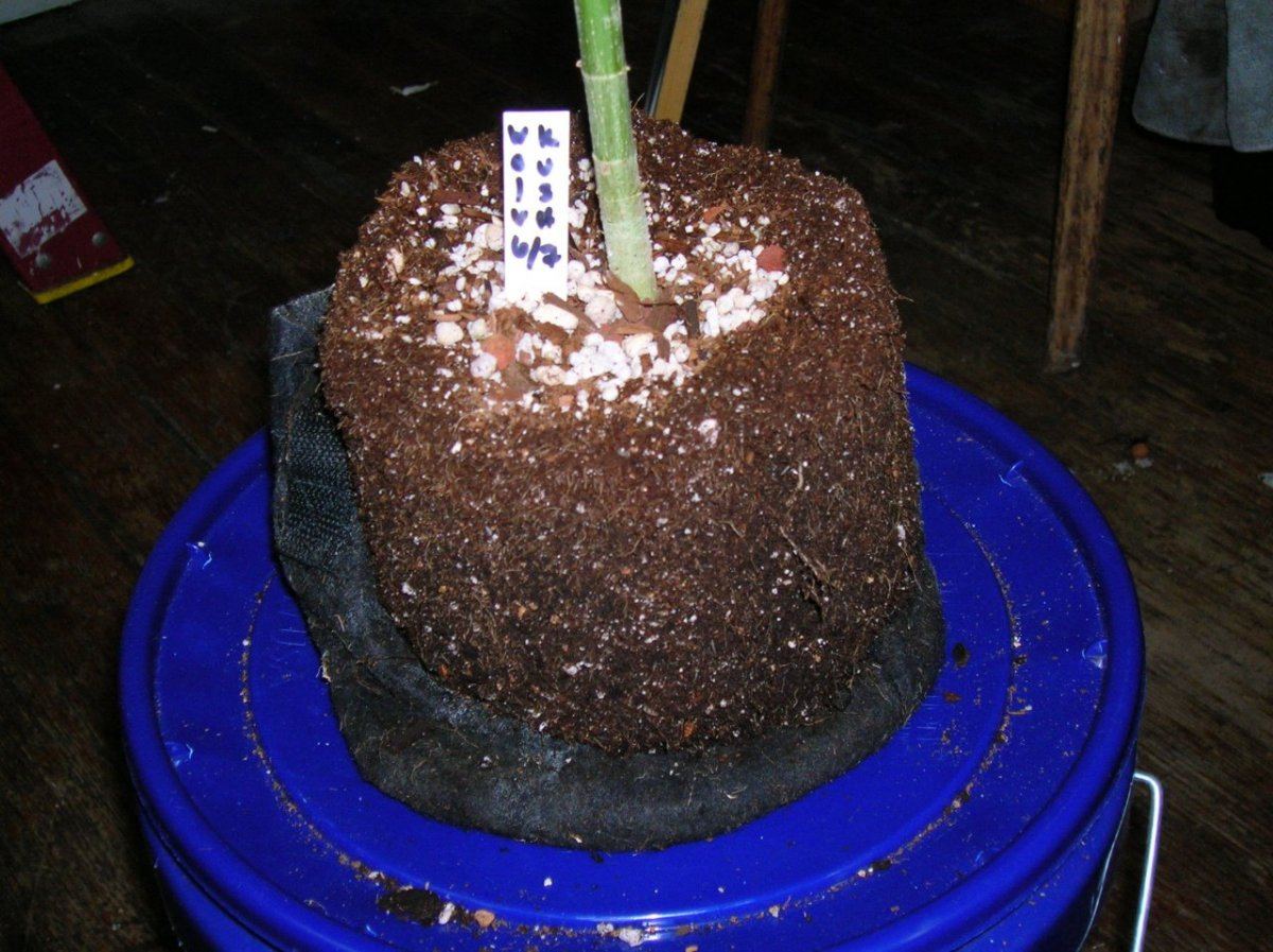 DSCN3349