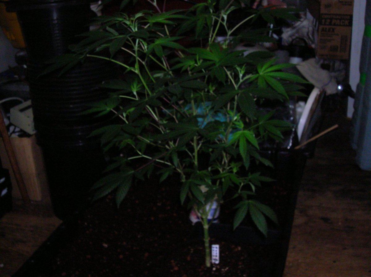 DSCN3353