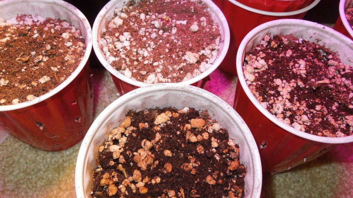 DSCN3451