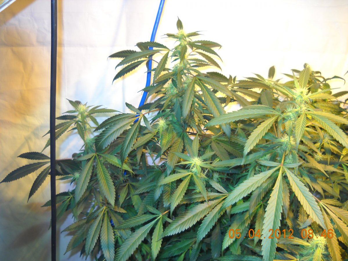 DSCN3536