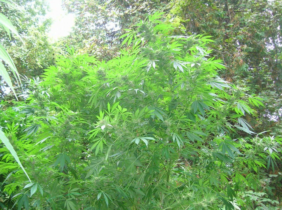 DSCN3576