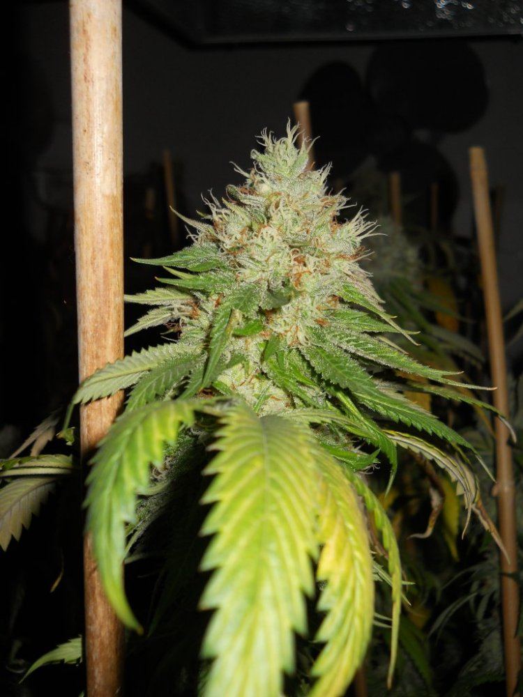 DSCN3676