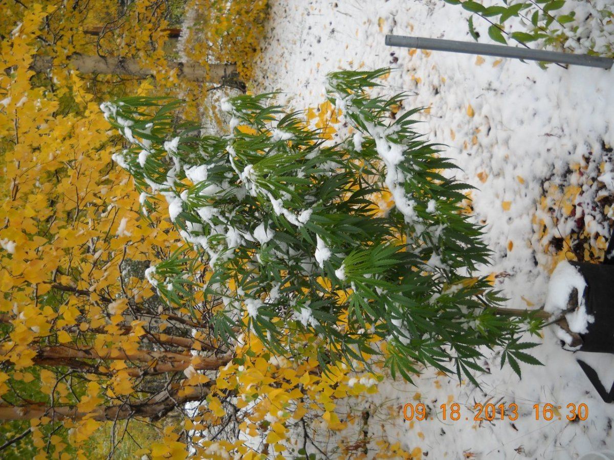 DSCN3740