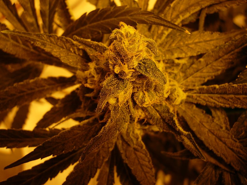 DSCN4324