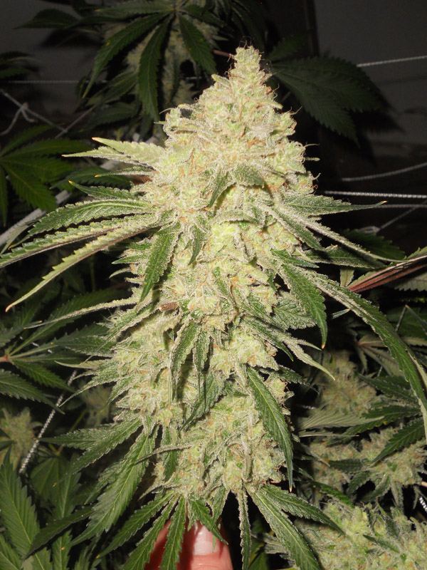 DSCN4473