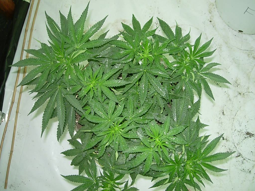 DSCN4757