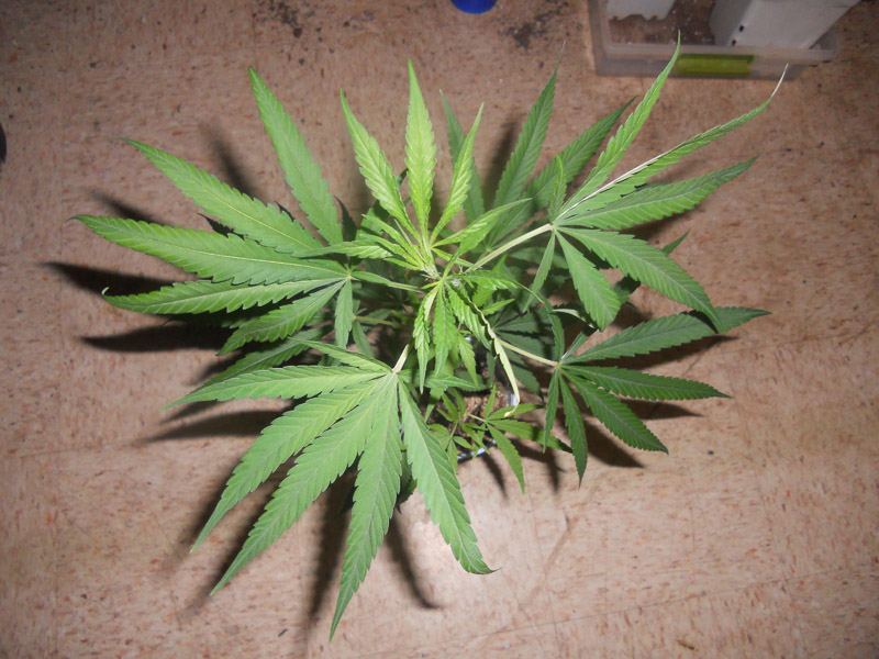DSCN4854