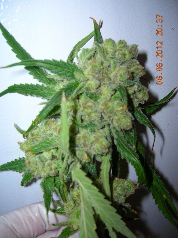 DSCN5143