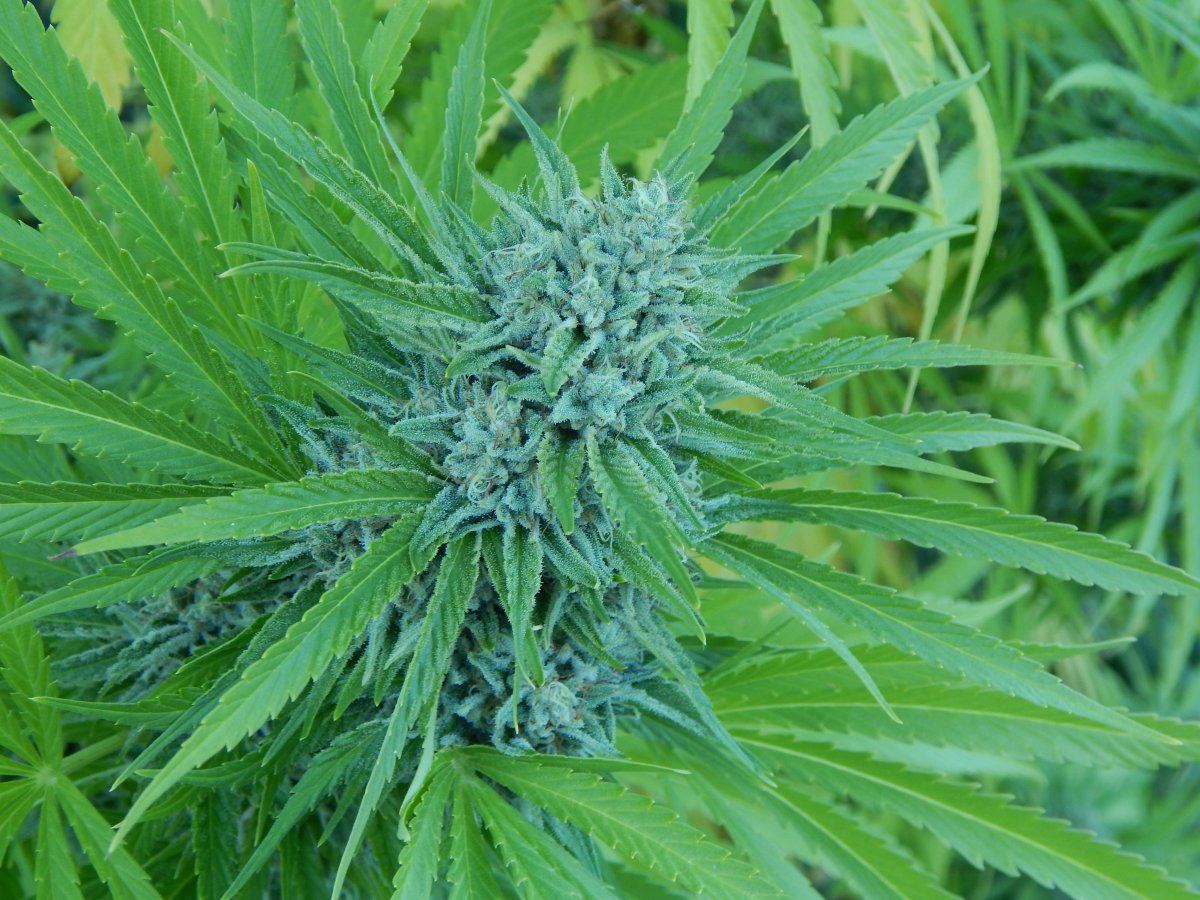 DSCN5228