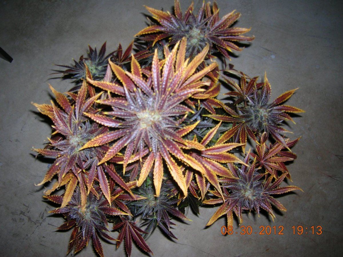 DSCN5411