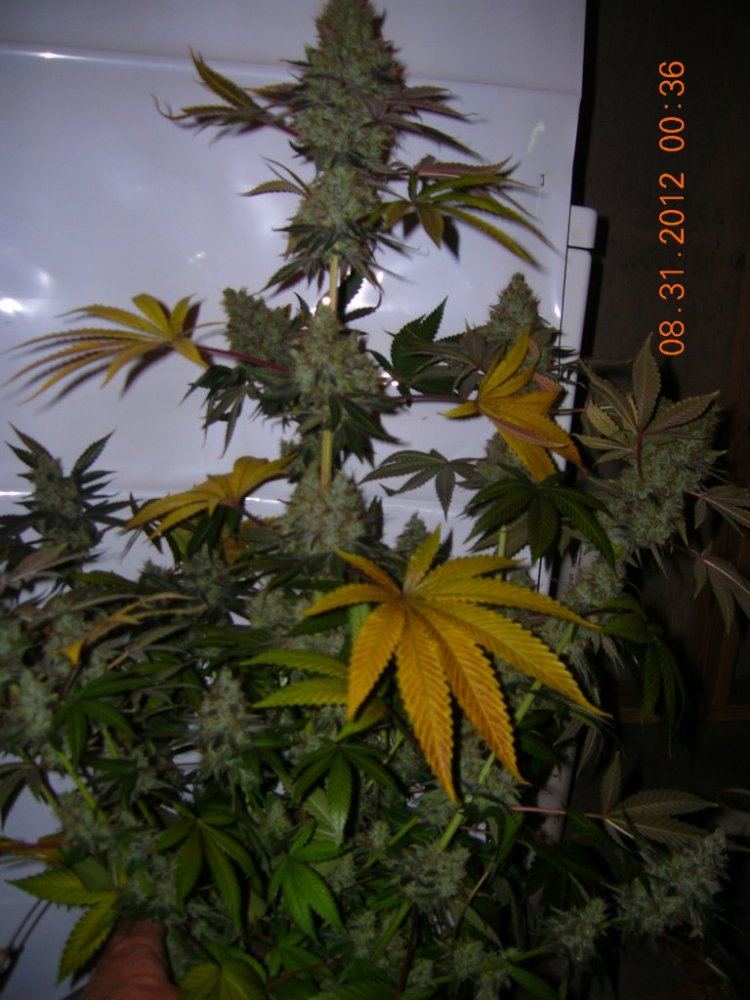 DSCN5417