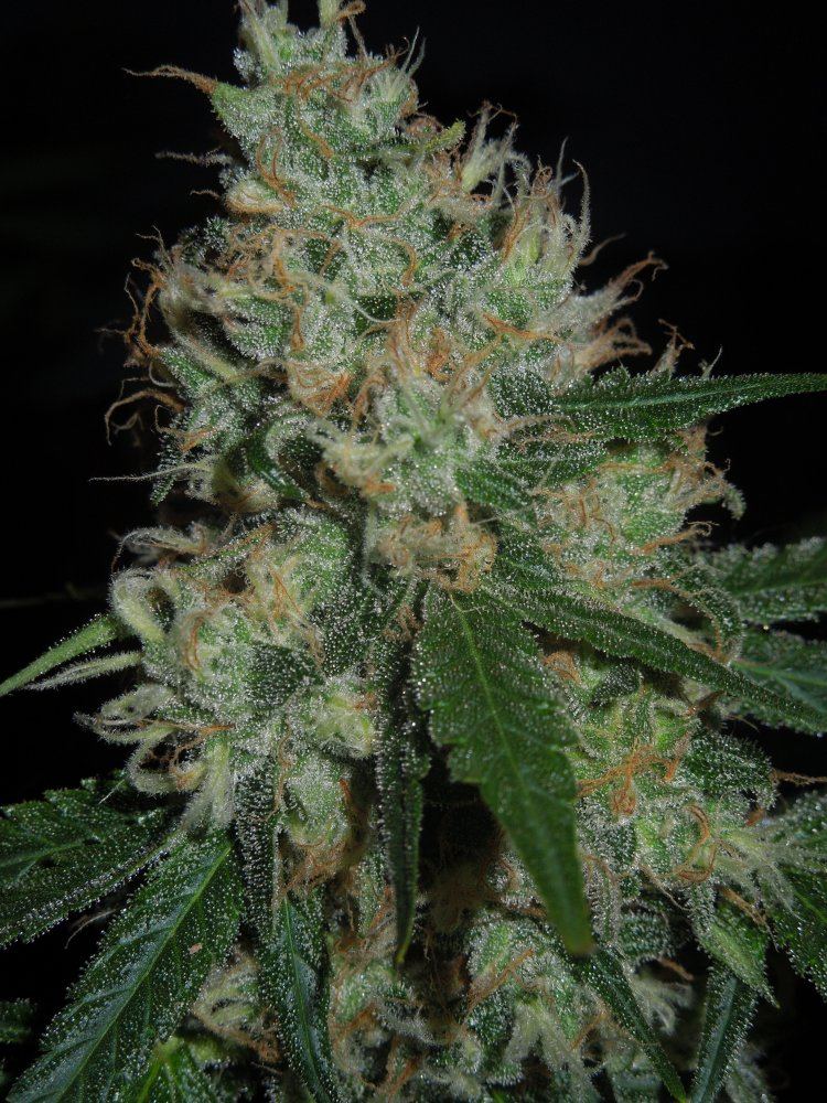 DSCN5684