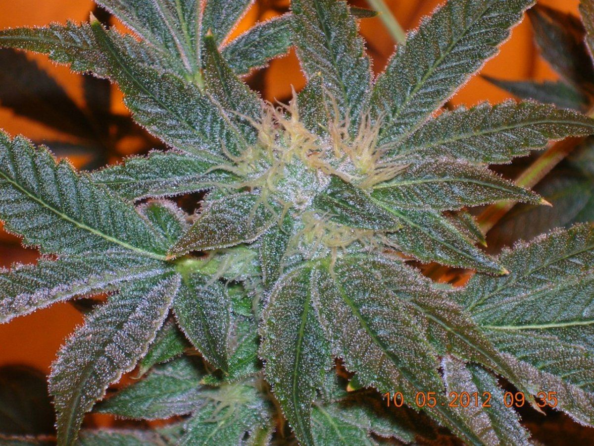 DSCN5739