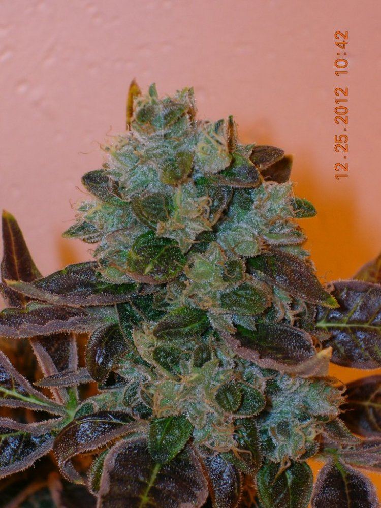 DSCN6207