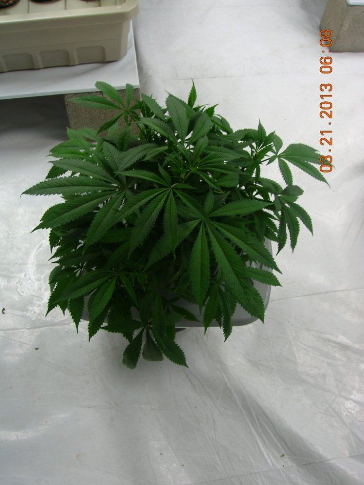 DSCN6605