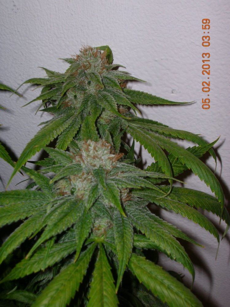 DSCN6844