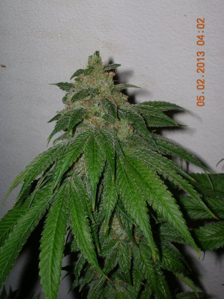 DSCN6850
