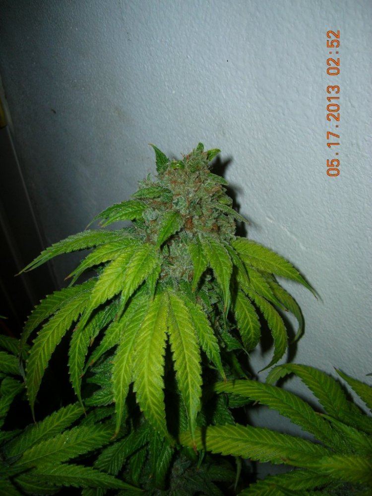 DSCN6929