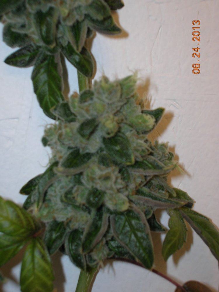 DSCN7004