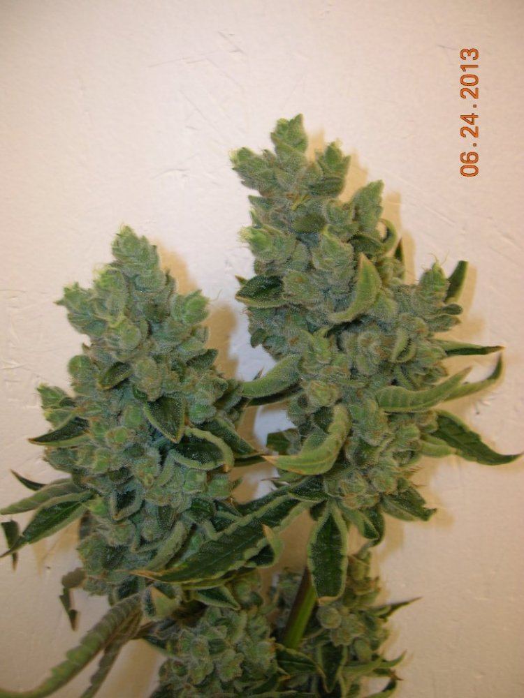DSCN7007