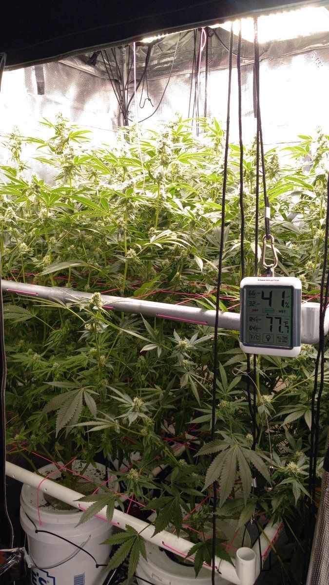 Dual Scrog w pulleys