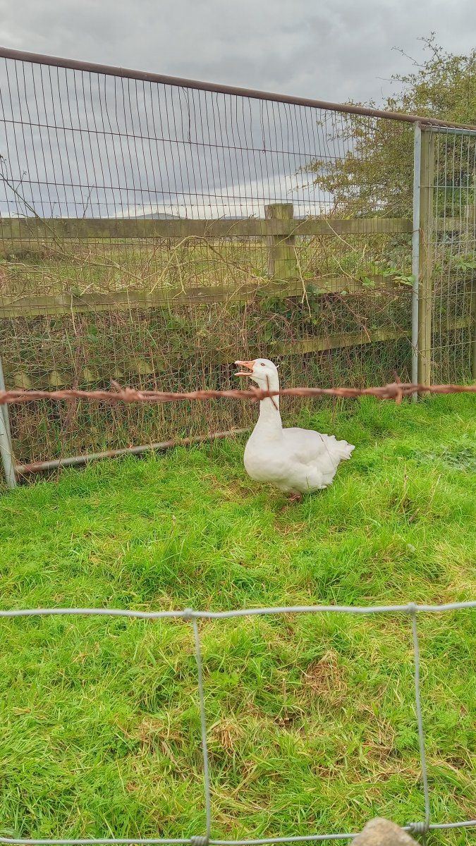 Duck