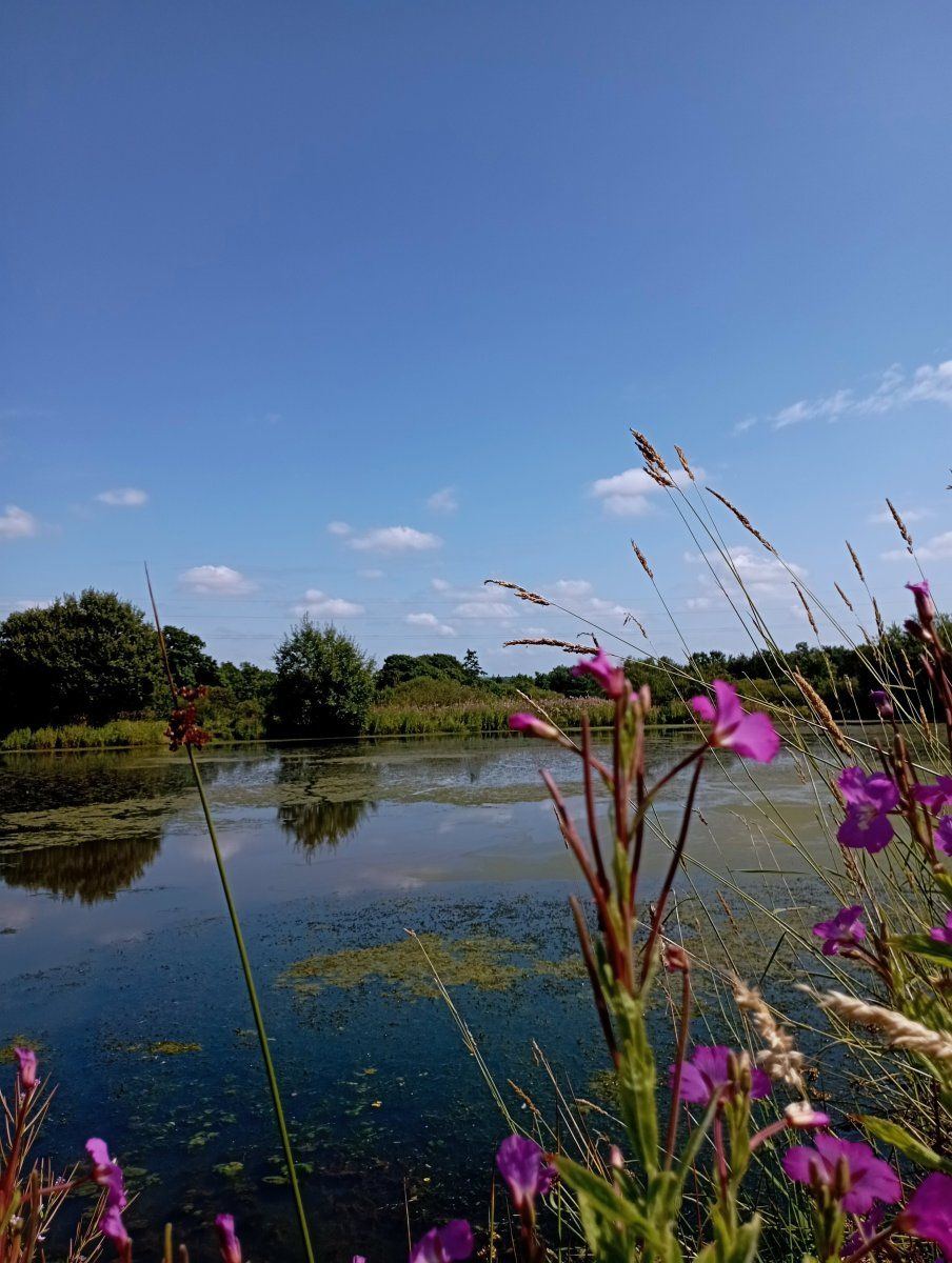 Duckpond