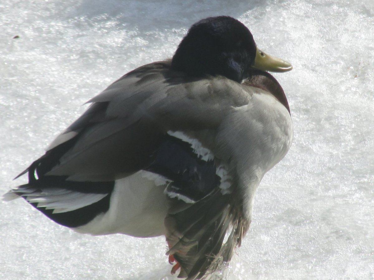 DUCKS AND ROOM 022