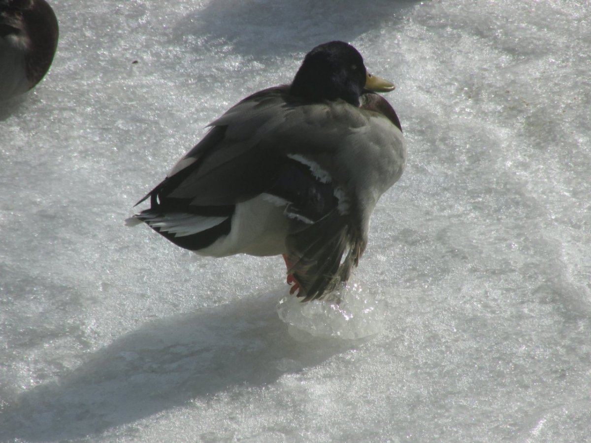 DUCKS AND ROOM 023