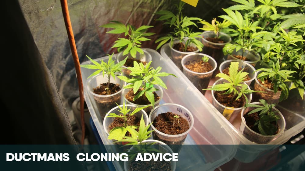 DuctMANs weed cloning advice
