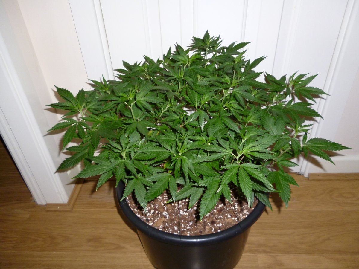 Dud x tres 31