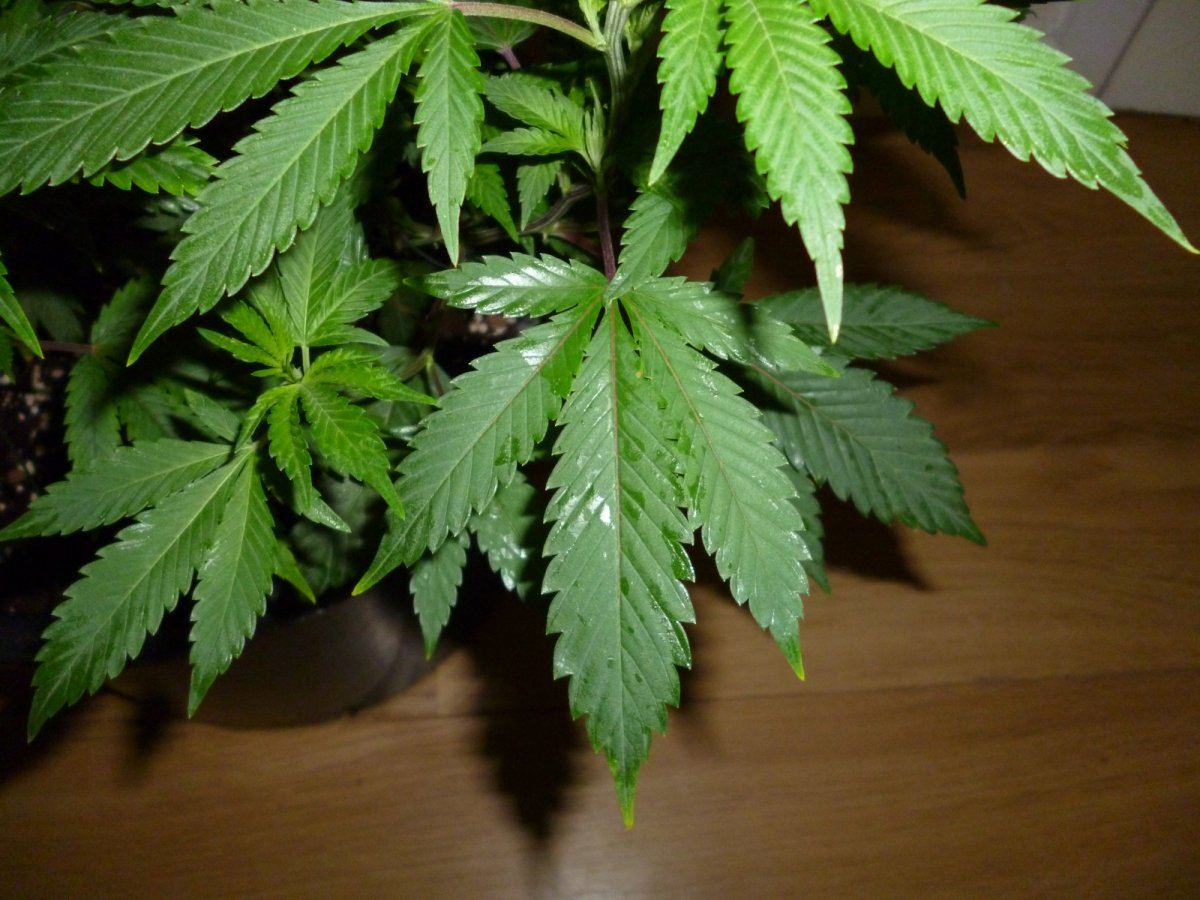 Dud x tres 52