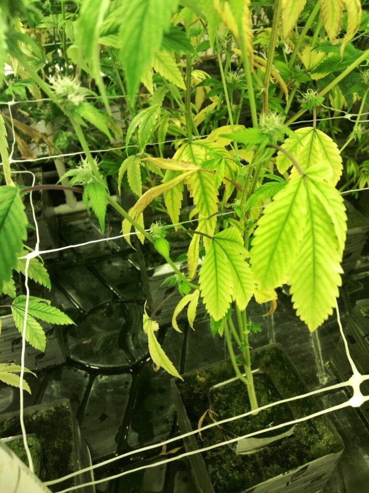 Dudded plants plus something else