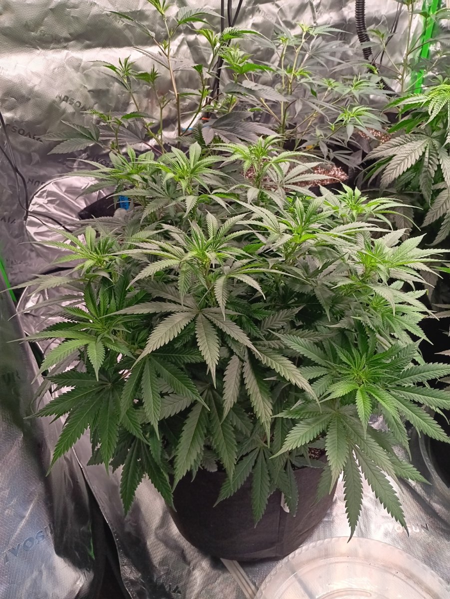 Durban 1