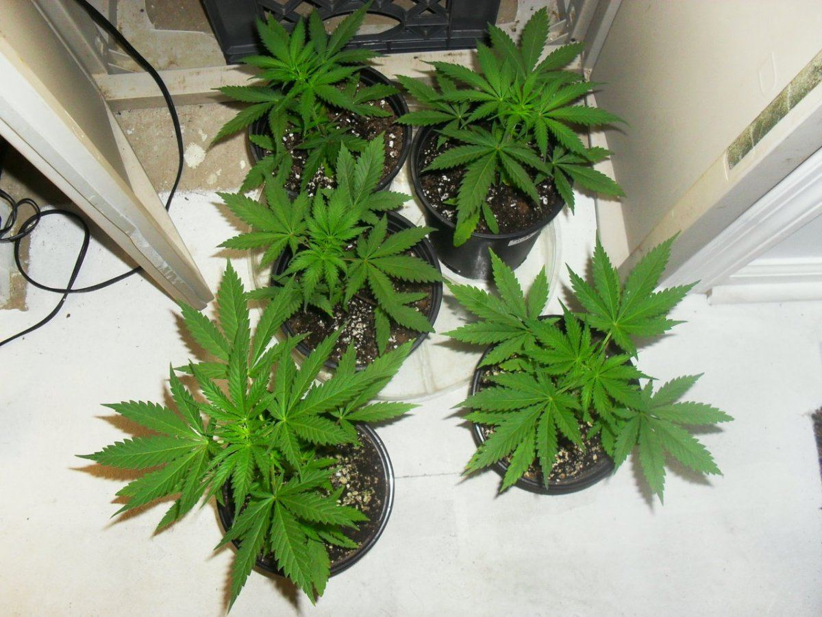 Durban 5